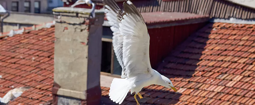 Residential Chimney Animal Removal Solution in Portage, IN