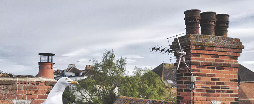 Chimney Cleaning And Restoration in Portage, Indiana